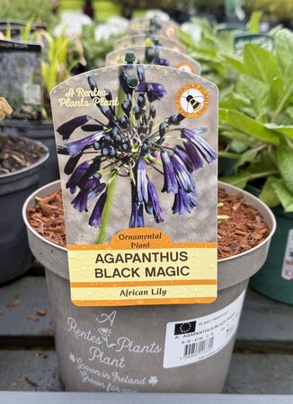 AGAPANTHUS BLACK MAGIC