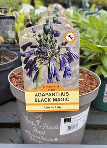 AGAPANTHUS BLACK MAGIC
