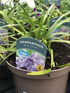 Agapanthus Blue Storm