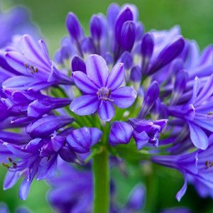 AGAPANTHUS BRILLIANT BLUE