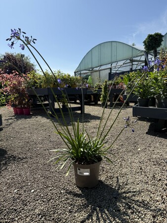 AGAPANTHUS BRILLIANT BLUE
