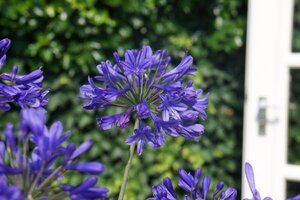 AGAPANTHUS BRILLIANT BLUE