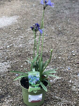 Agapanthus Charlotte