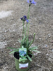 Agapanthus Charlotte