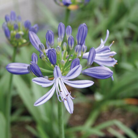 AGAPANTHUS CHARLOTTE