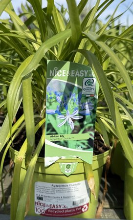 Agapanthus Charlotte