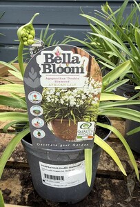 AGAPANTHUS Double Diamond