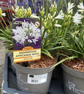 AGAPANTHUS DOUBLE DIAMOND - image 2
