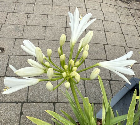 AGAPANTHUS DOUBLE DIAMOND - image 1