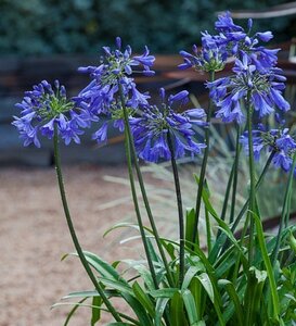 AGAPANTHUS 'Ever Blue' 5L