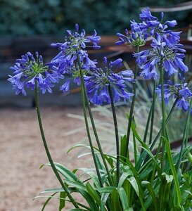 AGAPANTHUS 'Ever Blue'   5L