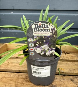 AGAPANTHUS Fireworks