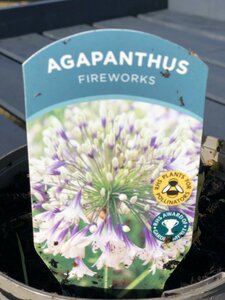 Agapanthus 'Fireworks'