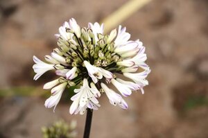 AGAPANTHUS GRAPHITE WHITE