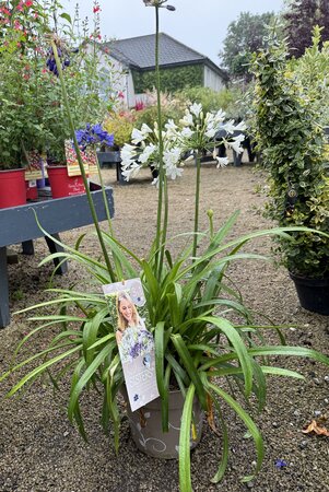 Agapanthus Hybr.'Three Sisters'®