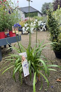 Agapanthus Hybr.'Three Sisters'®