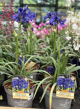 AGAPANTHUS IN VARIETIES