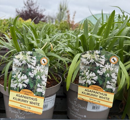 AGAPANTHUS KILMURRY WHITE