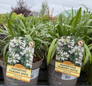 AGAPANTHUS KILMURRY WHITE