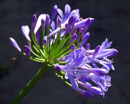 Agapanthus 'Music Collection' mix / 4 Ltr pot