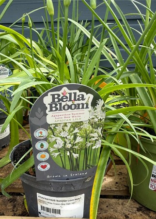 Agapanthus 'Navy Blue'