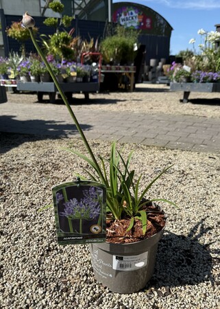 AGAPANTHUS NAVY BLUE
