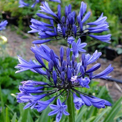 AGAPANTHUS NAVY BLUE