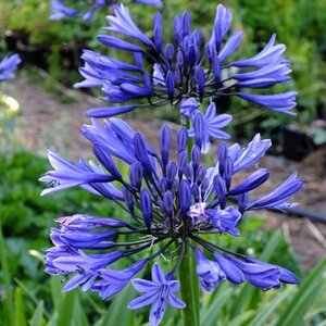 AGAPANTHUS NAVY BLUE