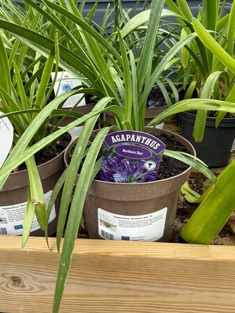 Agapanthus 'Northern Star'