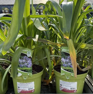 Agapanthus or. 'Blue Umbrella'