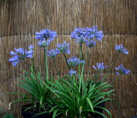 AGAPANTHUS PITCHOUNE BLUE