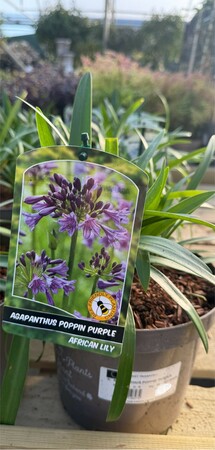 AGAPANTHUS POPPIN' PURPLE