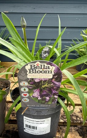 AGAPANTHUS Poppin Purple