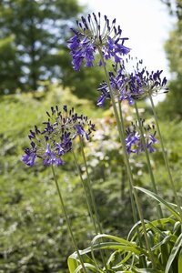 AGAPANTHUS POPPIN' PURPLE
