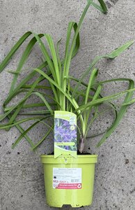 Agapanthus 'Purple Cloud'
