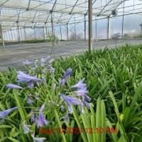 Agapanthus Sea Storm