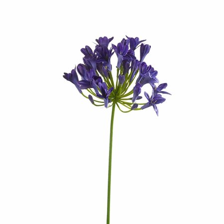 Agapanthus spray 75cm blue