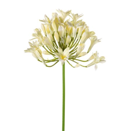 Agapanthus spray 75cm cream