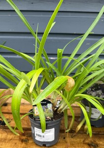 AGAPANTHUS umbellatus Blue
