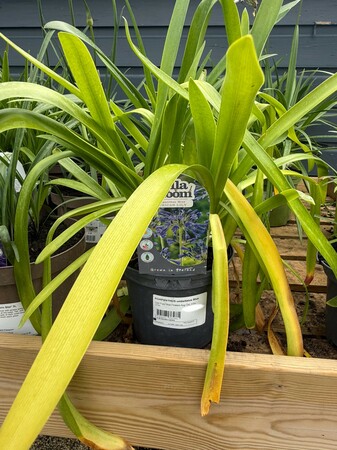 AGAPANTHUS umbellatus Blue