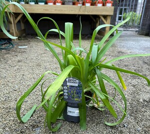 AGAPANTHUS umbellatus Blue