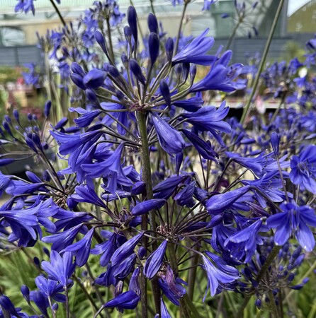 AGAPANTHUS WINTER STORM - image 1