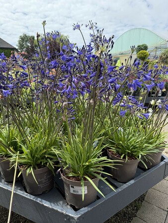 AGAPANTHUS WINTER STORM - image 2