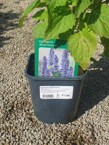 Agastache 'Blue Fortune'