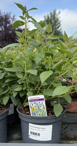 AGASTACHE Blue Fortune