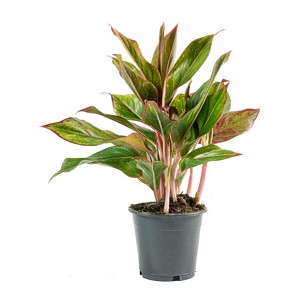 Aglaonema crete