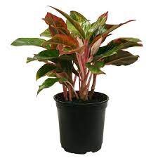 Aglaonema 'Crete' / P12