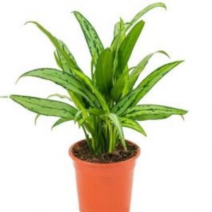 Aglaonema cutlass