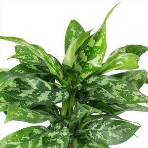 Aglaonema maria