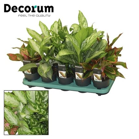 Aglaonema  mixed